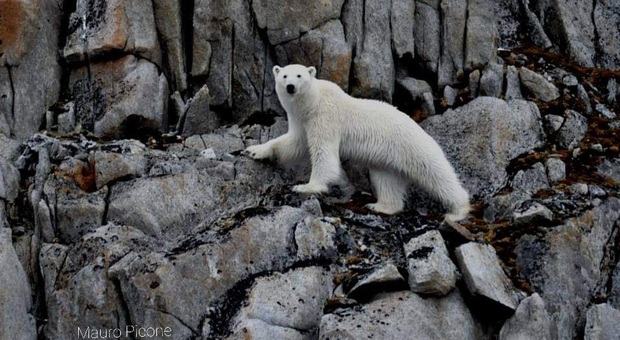 Orsi polari ridotti alla fame a caccia di uova invece delle foche. «Colpa dei cambiamenti climatici»