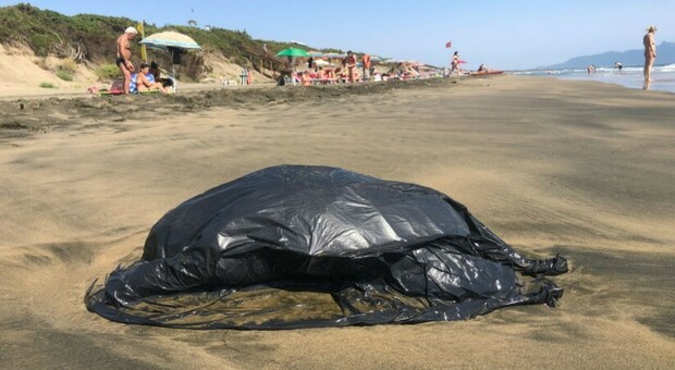 Sabaudia, trovata una tartaruga morta sulla spiaggia della Bufalara