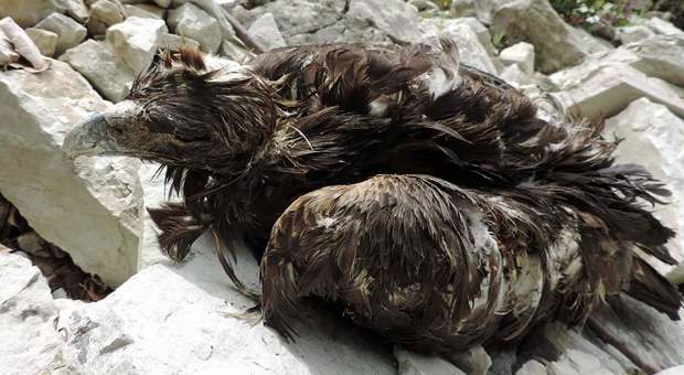 Due aquile reali uccise a fucilate. Una era nel nido. (immagine diffusa da Parco Nazionale dei Monti Sibillini)