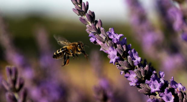 Lo spettacolo della transumanza della api negli sconfinati campi di lavanda della Provenza
