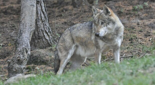 Un lupo nel bosco: quelli che hanno ucciso due asini a Campedei erano cinque