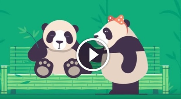 Salvare i panda con i filmati porno? Per un sito hard è possibile, ecco come -Guarda