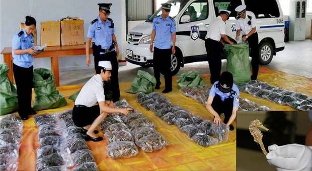 I cavallucci marini sequestrati (immagine pubblicata su Fb da China Xinhua News)