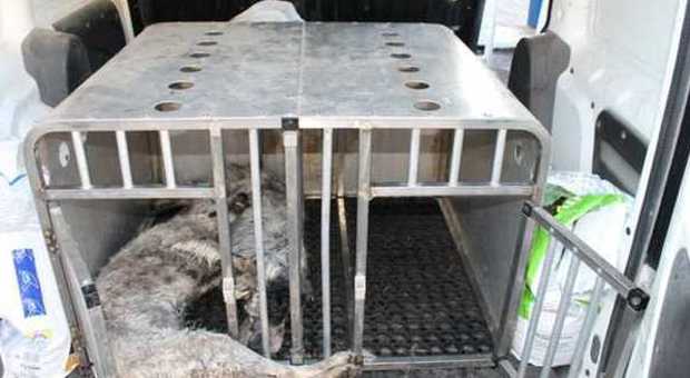 Cacciatori senza cuore: fanno morire i cani nella stiva del traghetto
