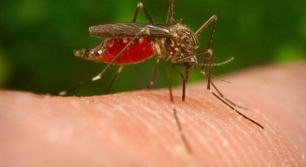 Dengue, nuovo caso ad Arezzo: il secondo in due giorni, ecco cosa fare e le precauzioni da adottare