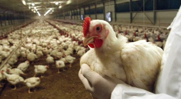 Usa, cresce la paura per l'influenza aviaria: in Iowa uccisi altri 5,3 milioni di polli. È allarme