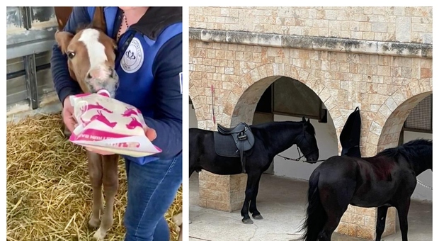 Cavallo Murgese: salvi 5 puledri grazie al “latte” raccolto da 30 cavalle in dolce attesa