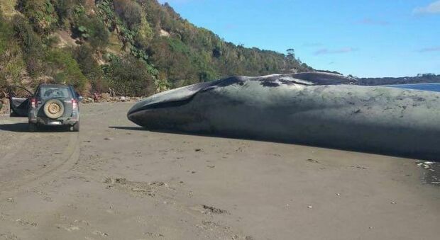 Balenottera azzurra morta trovata spiaggiata sulla costa: è il mammifero più grande della Terra