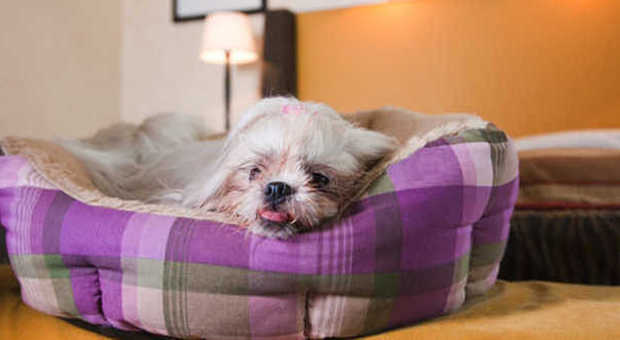 La sua cuccia o la sua coperta possono rendere più famigliare l'albergo al cane
