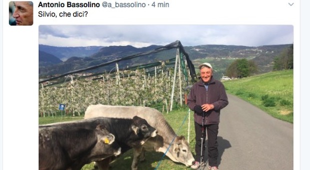 Bassolino passeggia tra le mucche e scherza: «Silvio, che dici?»