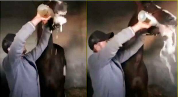 Il cavallo costretto a bere l'intera bottiglia di champagne (immagini e video pubbl dall'associaz Assaib Eivissa su Fb)
