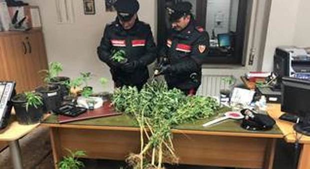 Mini-piantagione di marijuana e armi in casa, arrestato 51enne