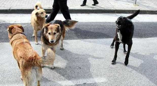 Salerno, due cani si incrociano per strada: il più grande uccide l'altro