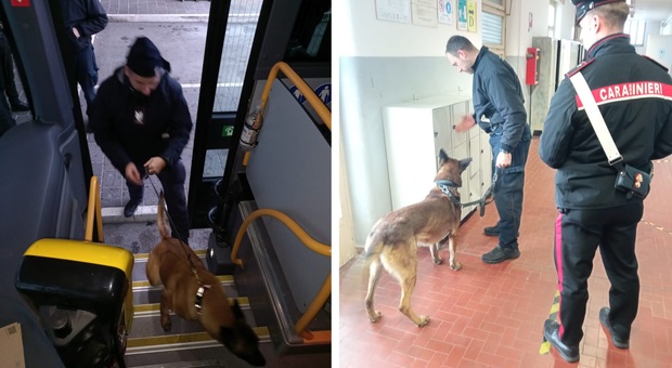 Macerata, blitz dei carabinieri con i cani al terminal dei bus: studente lancia una busta con l'hashish