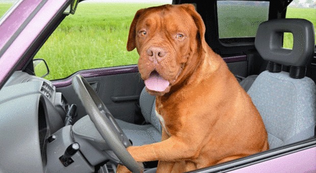 Un cucciolone al volante