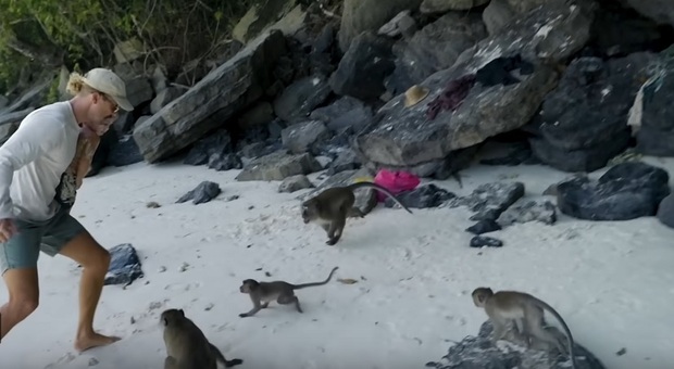Scimmie aggrediscono papà con bimbo in braccio su una spiaggia: ecco come ha fatto a difendersi