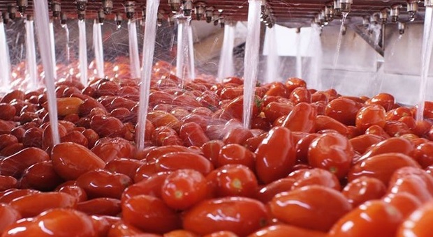 Aumento dei prezzi per i pomodori