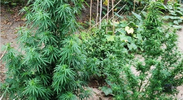 Ischia, coltiva marijuana nel giardino: denunciato dalla polizia un 47enne