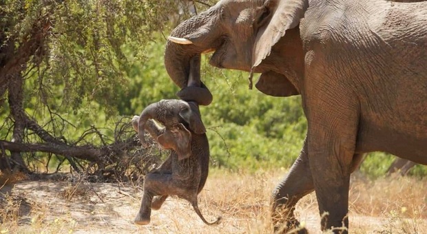 Elefantino appena nato muore: la disperazione della mamma che non lo abbandona e lo porta con sé