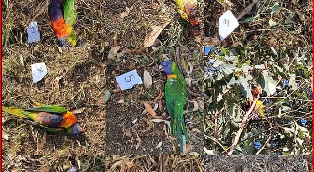 Virus sconosciuto uccide migliaia di pappagalli, i veterinari: «Smettete di alimentarli»