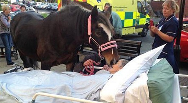 L'incontro tra la donna malata e il suo cavallo (Mercury Press & Media Ltd)