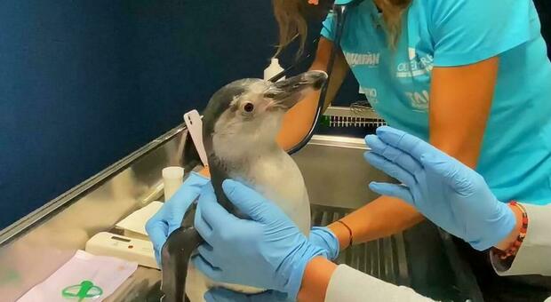 Oggi il battesimo del pinguino nato a Cattolica: dopo un sondaggio social i bimbi scelgono il nome del cucciolo