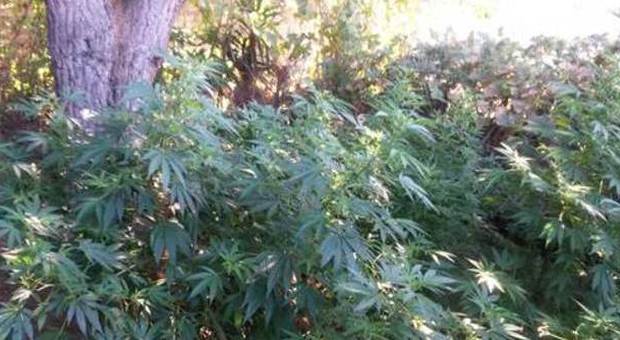 Piantagione di cannabis da 200 metri quadrati: due giovani finiscono ai domiciliari