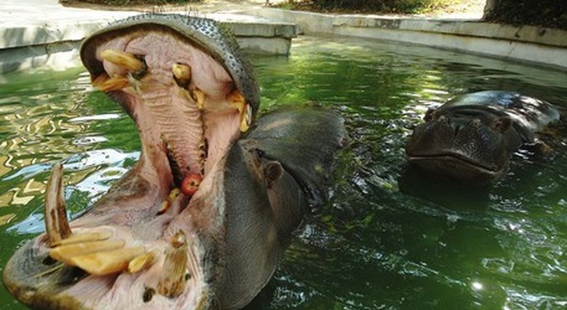 Si svegliano e trovano un ippopotamo in piscina: «Colpa della siccità, fiume prosciugato»