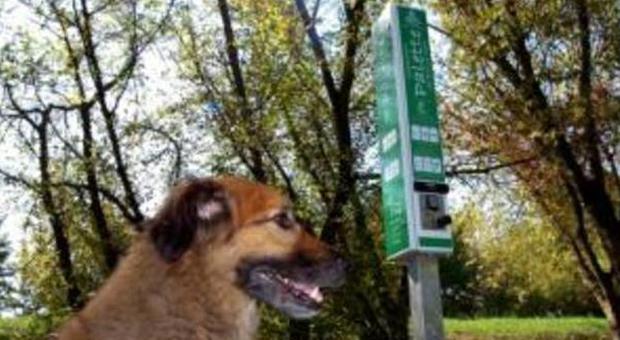 Il Comune installa dieci toilette per i bisogni dei cani a passeggio
