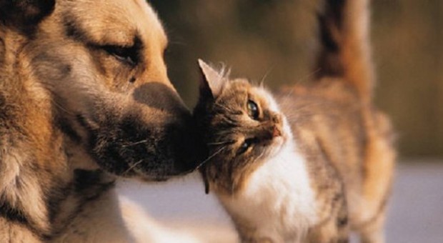 Cani e gatti malati? La visita dal veterinario diventa virtuale grazie a VetOnline24