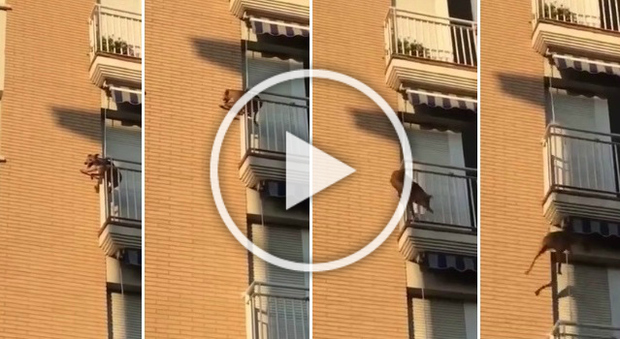 Spagna, il cane lasciato senza cibo né acqua si lancia dal balcone