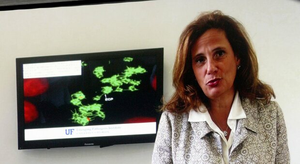 Covid, Ilaria Capua: «I no-vax paghino 1000-2000 euro per ogni giorno di ricovero»