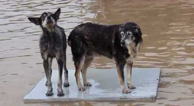 Maltempo, allagato il canile di Latina: 300 cani rischiano la vita