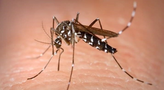 Diciotto casi di Dengue in Emilia Romagna: la "febbre spaccaossa" alle porte delle Marche