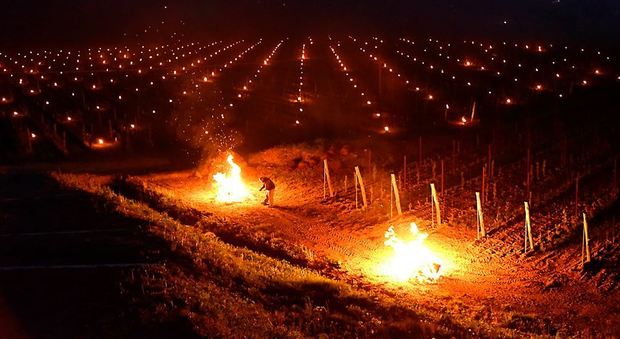 I fuochi accesi nella notte a Dolegna del Collio per riscaldare le vigne della tenuta Venica&Venica
