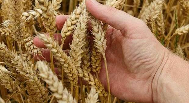 Costi e siccità, la raccolta del grano in Puglia crolla