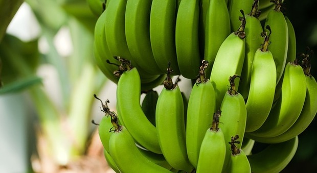 Banane a rischio a causa di un fungo. Piantagioni in quarantena in Colombia, ma «nessun pericolo per la salute»