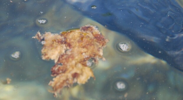 Alga tossica anche nel Salento: tre località sotto la lente di Arpa Puglia