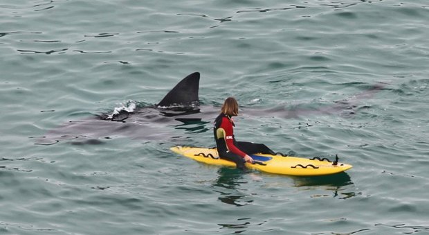 Uno squalo gigante nuota a pochi centimetri dal surfista: ecco come è andata a finire...