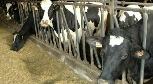 Latte, origine diverse per ogni paese: mucca 85%, ma anche Yak e Alce