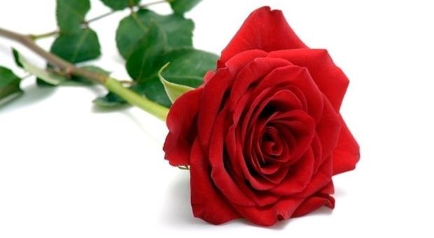Una "rosa rossa" ai dipendenti dei supermercati al lavoro oggi, il 1. maggio