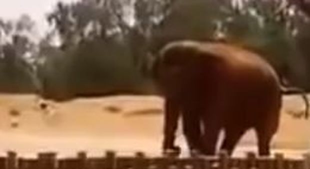 Tragedia allo zoo: a 7 anni uccisa da una pietra scagliata dall'elefante Video