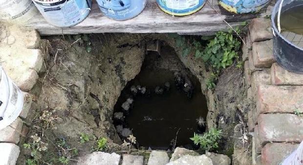 Sequestrato orto tossico dei cinesi: acqua della tangenziale per irrigare