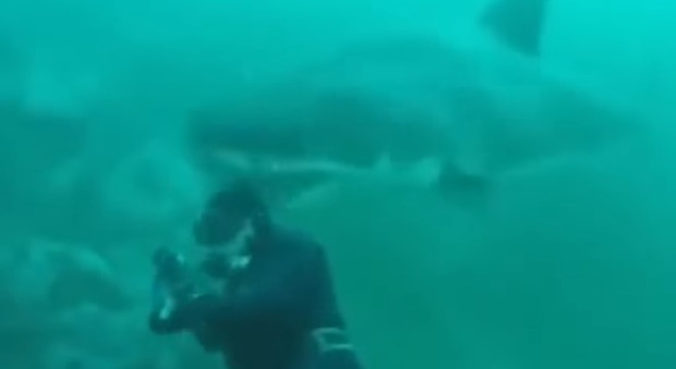 Sub faccia a faccia con lo squalo bianco: la drammatica sequenza in un video