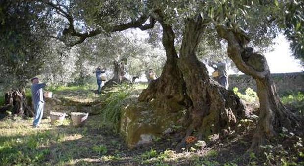 Chanel sceglie le olive della Sardegna per il suo elisir di giovinezza