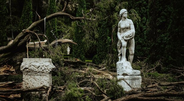 L'antico cipresso di Goethe a villa Giusti a Verona danneggiato dalla bomba d'acqua