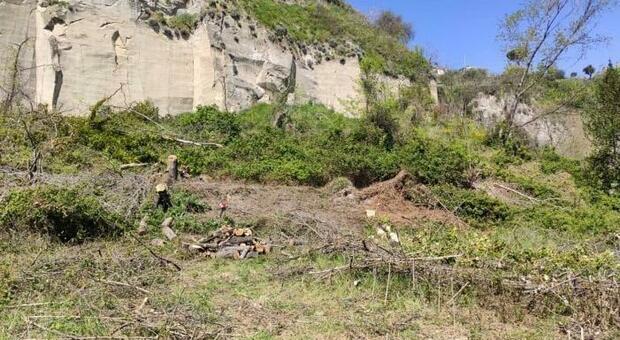 Napoli, scempio a pochi passi dal cimitero delle Fontanelle: tagliati 25 alberi, scatta la denuncia