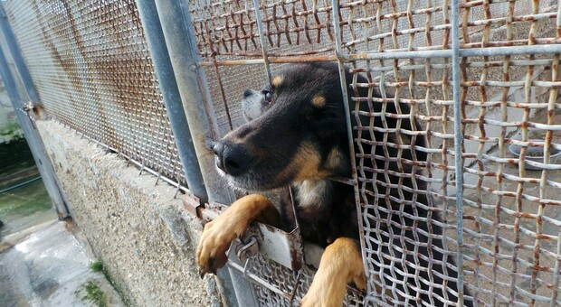 Niente Tari per chi adotta un cane: la scelta del comune di Alberobello