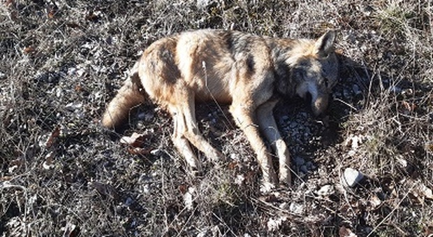 Lupo morto avvelenato, allarme nel Parco nazionale d'Abruzzo: trovate esche letali