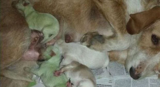 I cuccioli di labrador che nascono verdi. La nascita choc in un allevamento inglese